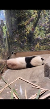 恩賜上野動物園に投稿された画像（2026/1/4）