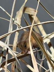 世界淡水魚園水族館　アクア・トトぎふに投稿された画像（2026/1/4）