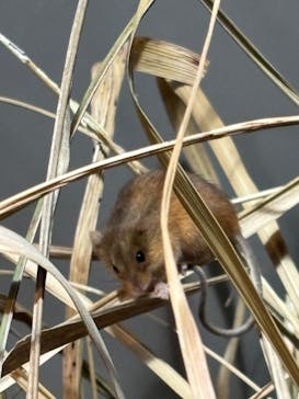 世界淡水魚園水族館　アクア・トトぎふに投稿された画像（2026/1/4）