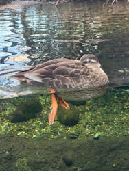 世界淡水魚園水族館　アクア・トトぎふに投稿された画像（2026/1/4）