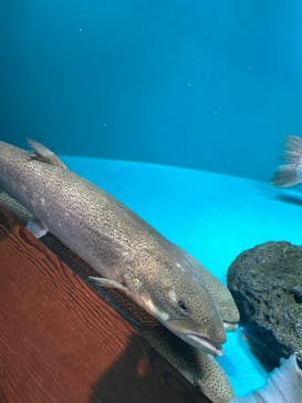 世界淡水魚園水族館　アクア・トトぎふに投稿された画像（2026/1/4）