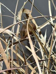 世界淡水魚園水族館　アクア・トトぎふに投稿された画像（2026/1/4）