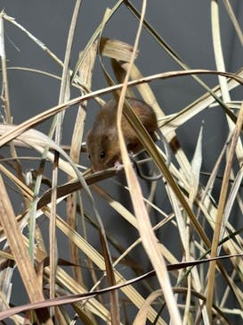 世界淡水魚園水族館　アクア・トトぎふに投稿された画像（2026/1/4）