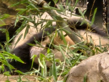 恩賜上野動物園に投稿された画像（2026/1/4）