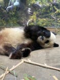 恩賜上野動物園に投稿された画像（2026/1/4）