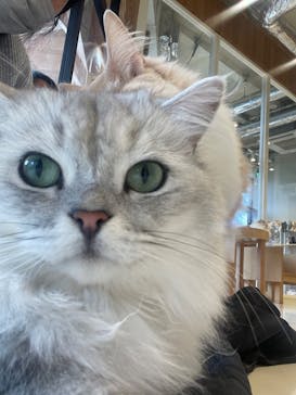 Cat Café MOFF SHIMINT HIROSHIMA店に投稿された画像（2026/1/4）