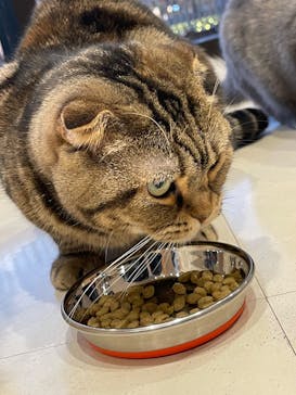 Cat Café MOFF SHIMINT HIROSHIMA店に投稿された画像（2026/1/4）