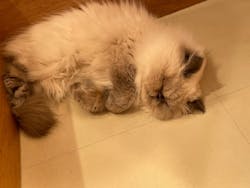 Cat Café MOFF SHIMINT HIROSHIMA店に投稿された画像（2026/1/4）