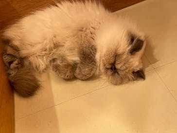 Cat Café MOFF SHIMINT HIROSHIMA店に投稿された画像（2026/1/4）