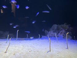 竹島水族館に投稿された画像（2026/1/4）