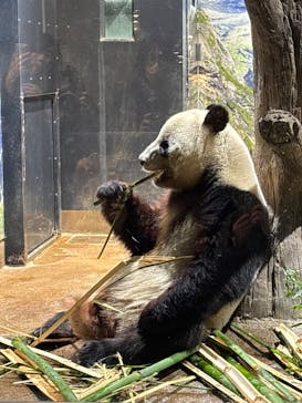 恩賜上野動物園に投稿された画像（2026/1/4）