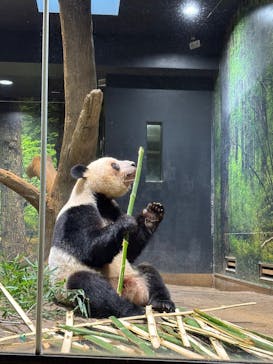 恩賜上野動物園に投稿された画像（2026/1/4）