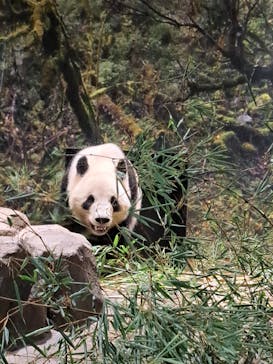 恩賜上野動物園に投稿された画像（2026/1/4）