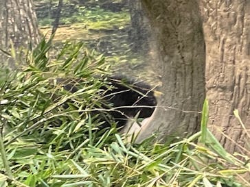 恩賜上野動物園に投稿された画像（2026/1/4）