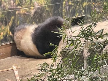 恩賜上野動物園に投稿された画像（2026/1/4）