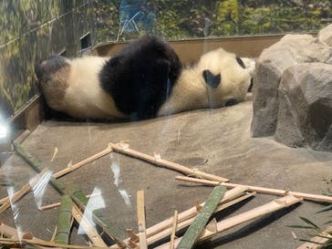 恩賜上野動物園に投稿された画像（2026/1/4）
