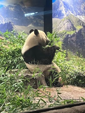 恩賜上野動物園に投稿された画像（2026/1/4）