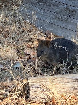 こども動物自然公園（埼玉県公園緑地協会）に投稿された画像（2026/1/4）