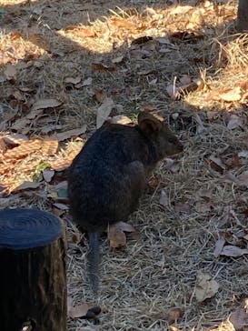 こども動物自然公園（埼玉県公園緑地協会）に投稿された画像（2026/1/4）