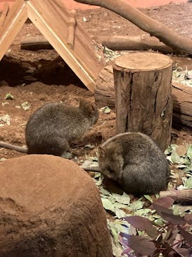 こども動物自然公園（埼玉県公園緑地協会）に投稿された画像（2026/1/4）