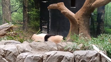 恩賜上野動物園に投稿された画像（2026/1/4）