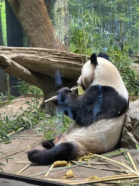 恩賜上野動物園に投稿された画像（2026/1/4）