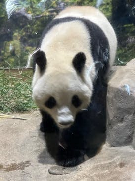 恩賜上野動物園に投稿された画像（2026/1/4）