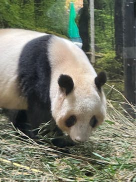 恩賜上野動物園に投稿された画像（2026/1/4）