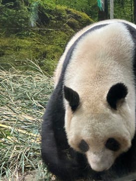 恩賜上野動物園に投稿された画像（2026/1/4）