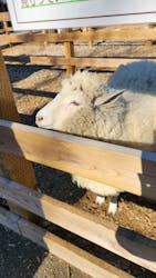 まかいの牧場に投稿された画像（2026/1/4）