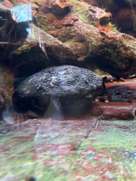 恩賜上野動物園に投稿された画像（2026/1/4）