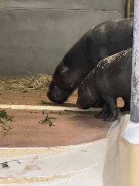 恩賜上野動物園に投稿された画像（2026/1/4）