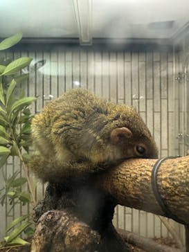 恩賜上野動物園に投稿された画像（2026/1/4）