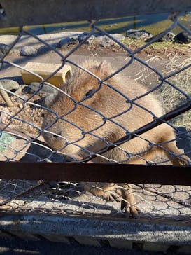日立市かみね動物園に投稿された画像（2026/1/4）