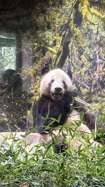 恩賜上野動物園に投稿された画像（2026/1/4）