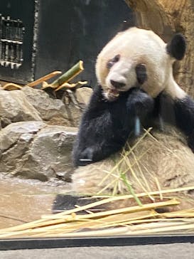 恩賜上野動物園に投稿された画像（2026/1/4）