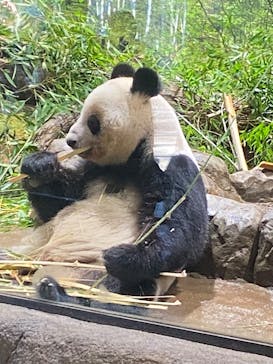 恩賜上野動物園に投稿された画像（2026/1/4）