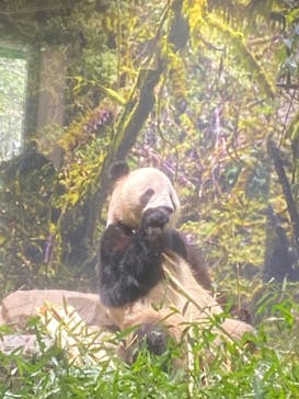 恩賜上野動物園に投稿された画像（2026/1/4）
