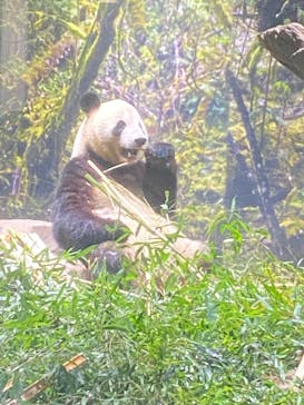 恩賜上野動物園に投稿された画像（2026/1/4）