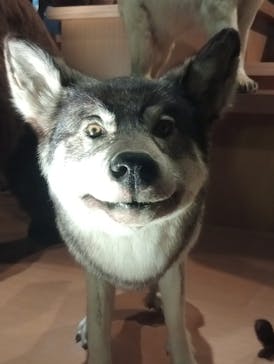 国立科学博物館に投稿された画像（2026/1/4）