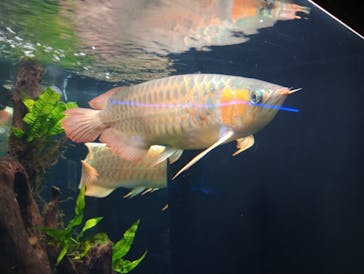 カワスイ 川崎⽔族館に投稿された画像（2026/1/4）