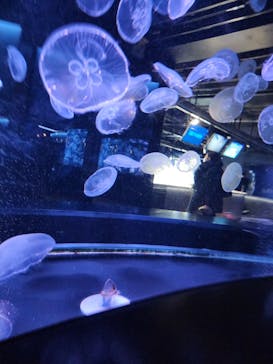 京都水族館に投稿された画像（2026/1/4）