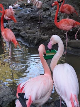 伊豆シャボテン動物公園に投稿された画像（2026/1/4）