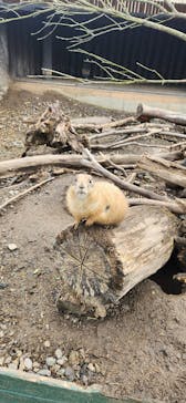 秋吉台自然動物公園 サファリランドに投稿された画像（2026/1/4）