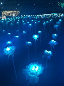 東京メガイルミに投稿された画像（2026/1/4）