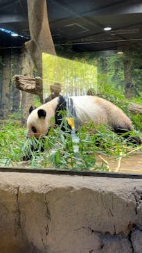 恩賜上野動物園に投稿された画像（2026/1/4）
