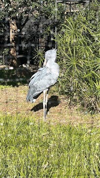 恩賜上野動物園に投稿された画像（2026/1/4）