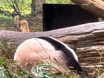 恩賜上野動物園に投稿された画像（2026/1/4）