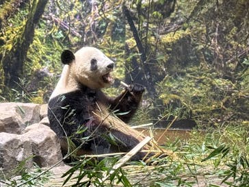 恩賜上野動物園に投稿された画像（2026/1/4）