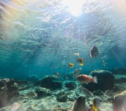 沖縄ダイビングショップシーモールに投稿された画像（2026/1/4）